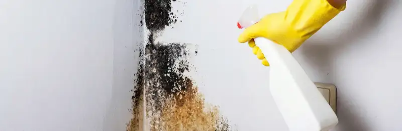 visible mold growth on an interior wall being treated during mold removal service in Tacoma, WA